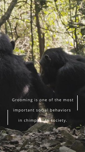 Chimpanzee Behavior - Grooming