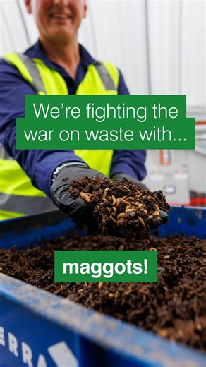 City of Sydney on Instagram: "Introducing inner Sydney’s least fussy eaters helping us tackle the war on waste. The maggots! Right now millions of black soldier fly larvae are tucking into smashed avo, deconstructed leftovers, latte after latte of discarded coffee grounds... and all the food scraps they can handle. These maggots are part of our investigations into more sustainable waste processing solutions. [Video description: A split screen shows a female narrator and a rubbish truck dumping f