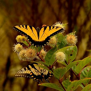 Looking to enhance your garden with an extraordinary native plant?...