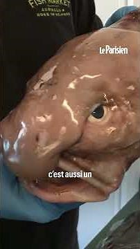 Blobfish, the world's ugliest animal, voted fish of the year