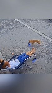 6.9K views · 205 reactions | Animal cute珞 (158)#FurryComedyShow  #SillyDogLaughs  #EpicPetFails ✨ #LaughingPetsEveryday  #GoofyPawsome | Ąņųęļ Fąņş | Facebook