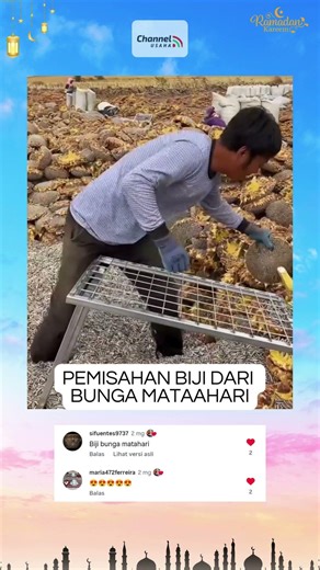 Ternyata Begini Cara Ambil Biji Bunga Matahari! Diggesek Pakai Alat Ini