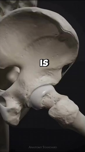 Hip mobility problems causing pain? Clean it up with a joint mobilization stretch. #anatomy #hip #learnontiktok #stretching #mobility #physicaltherapy #gym #fitness #gymtok