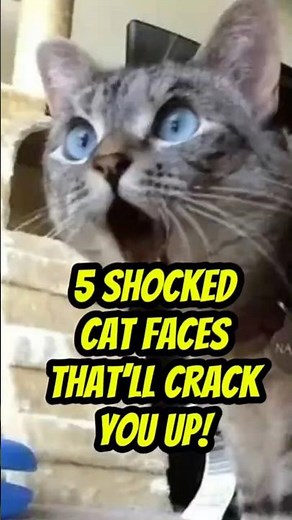 5 Shocked Cat Faces That’ll Crack You Up! #funnycats #shorts