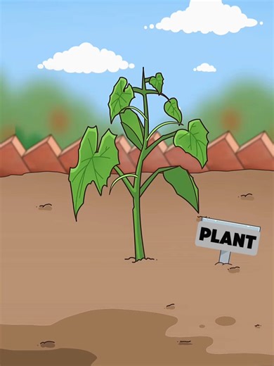 Pourquoi faut-il couper les premières fleurs de vos légumes ? 🤔✂️ Si un jeune plant de concombre fait des fruits trop tôt, il s'épuise et donne de mauvais légumes. En coupant les premières fleurs (le pincement), la plante grandit, se renforce et donne une récolte magnifique plus tard ! 🥒✨ Une excellente métaphore pour la vie... n'est-ce pas Papa ? 😂 Abonne-toi pour plus d'astuces jardinage (et de leçons de vie) ! 🌱 #Jardinage #Astuce #Humour #Famille