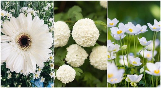 Top 12 des plus belles fleurs blanches à cultiver au jardin