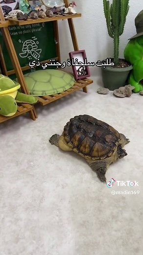 ‏#سلاحف #turtle #tortoise #سلاحف_النينجا #حيوانات | alligator snapping turtle