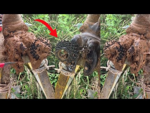 Instant Relief! Amazing Something Trap on Cow hoof Hardly To Removed and Treatment