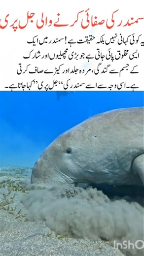 The Mermaid That Cleans the Ocean#ocean#naturefacts#wildlife#nature#shorts