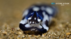 106K views · 3K reactions | Encounter during a night dive with a sea slug that I love to observe when I cross it!! Filmed in Dauin ( Philippines ). | OceanVizion | Facebook