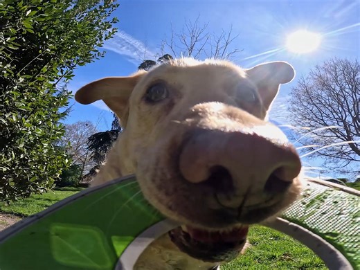2.8K views · 66 reactions | We have a thief on our hands  @gokrrik's pup stole her frisbee + #GoProHERO11 Black, so we sent her a $1,000 GoPro Award to snag new ones. #ProTip: GoPro Subscribers, like Paula Carrizo, take home 2x the  on all awarded submissions to GoPro.com/Awards. | GoPro | Facebook