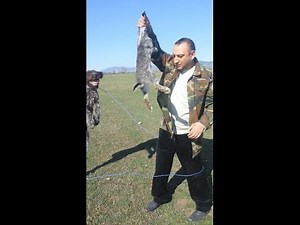 Дратхаар Ширхан по зайцу