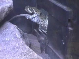 Diamondback Rattlesnake Kills and Eats Rat in 6 mins!