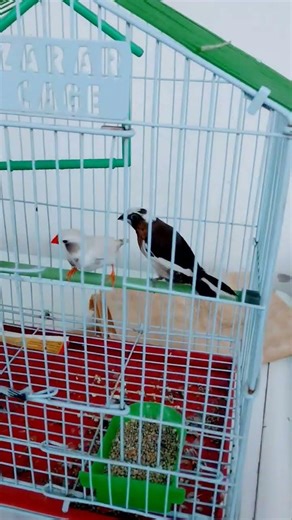 Cute Raw Parrot & Small Birds Daily Routine 🦜🐦 | Feeding, Playing & Bird Care #birdlovers #ytshorts
