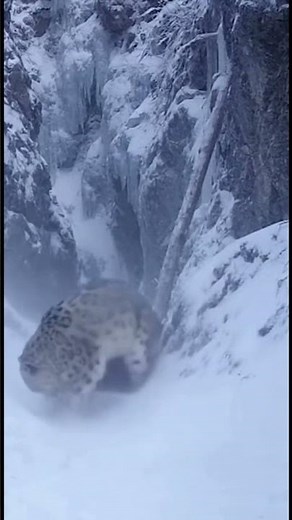 Snow Leopard vs. Berserk Wolverine |Real Wild Clash #wolverine #animalsfight#predators