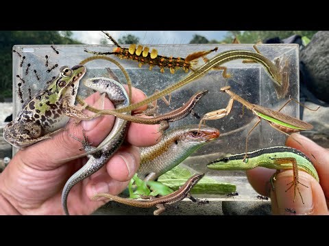 Baby reptile hunting with farmer