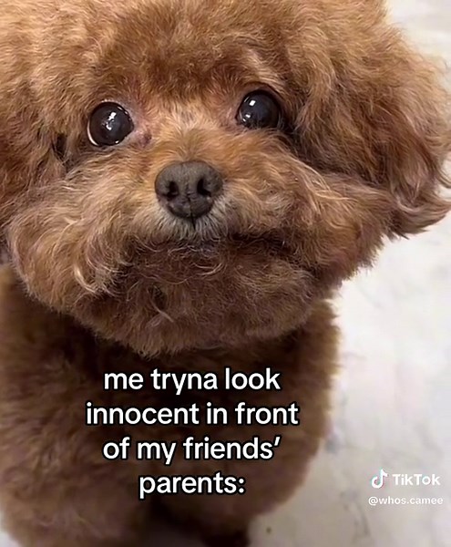 #fyp #bsf | smiling dog