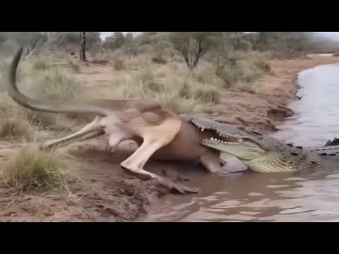THE CROCODILE ATTACKED THE KANGAROO AND SEE WHAT HAPPENED