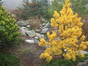 Pinus virginiana 'Wate's Golden'