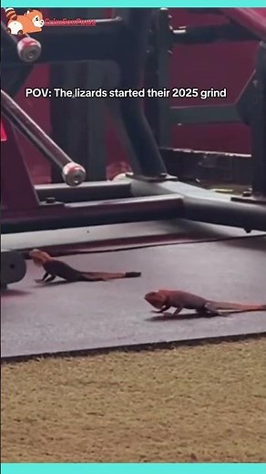 "Lizard Hits the Gym – Push-Up Champion! 🦎💪🤣" #cute #animals #cuteanimals