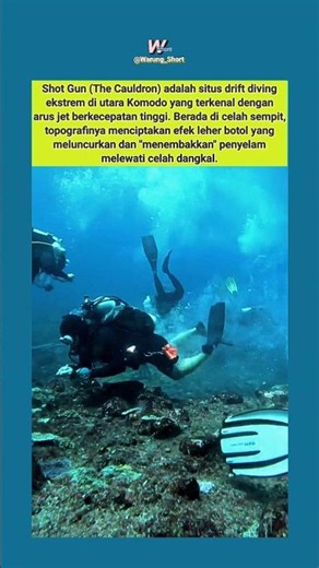 Ditembak Arus Jet Pulau Komodo. #warungshort #funfacts #shotgundivesite #komodonationalpark
