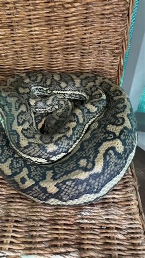 HUGE PYTHON SITTING ON CHAIR 🚨 #SnakeCatcher Caught this massive python lounging on a chair! 🐍🚨 Nature’s wild side at its finest. #Wildlife in the most unexpected places. Stay safe out there! #Snake #SnakeCatcher #Wildlife #Nature #Python #Reptiles #WildlifeRescue #NatureLovers #DangerousCreatures #WildlifeAwareness | Wildlife With Stuart Mckenzie