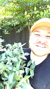 Robbie from Visit Our Garden on YouTube https://monrovia.me/4admUev is loving our Summer Sips™ Butterfly Bush collection! Here's what he had to say: Let's chat!! You know I love a good butterfly bush and the main reason is for the pollinators!! 🐝🦋 When they are in full bloom they will fill the air with scent and it drives the butterflies mad! A few tips for growing these pollinator magnets: 1. FULL SUN ☀️ 2. Well draining soil 💧 3. Just ignore them! ✋ ❀ Summer Sips™ Sangria Butterfly Bush, Zo