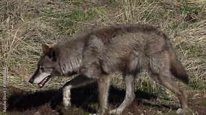 An Alaskan Tundra Wolf name Shasta