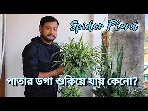 Spider Plant এর basic problems ও তার solutions। #Barun