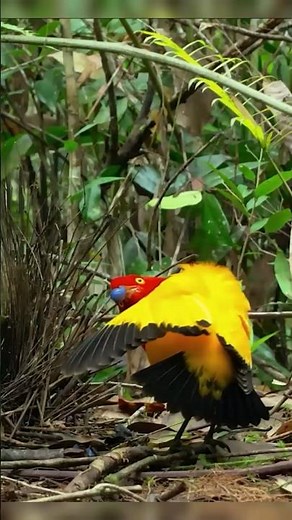 Dazzling Love Dance: Flame Bowerbird #courtshipdisplay #nature #birdwatching