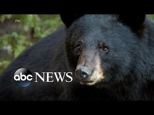 10-year-old mauled by bear in Connecticut backyard