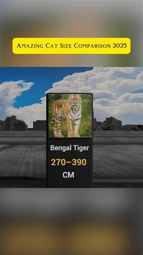 Amazing Cat Size Comparison 2025 #comparison #animals #cat #explore #fyp