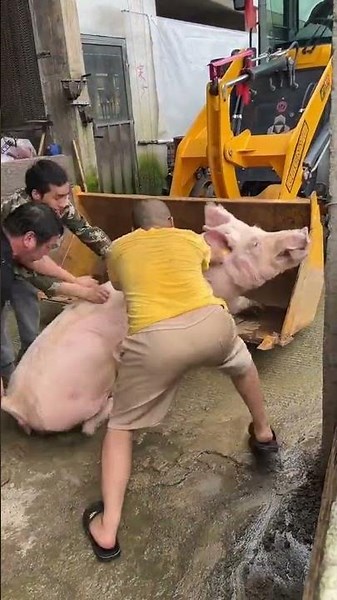 Pig Farmer Safely Loading Pigs into a Truck | Educational Purpose Only