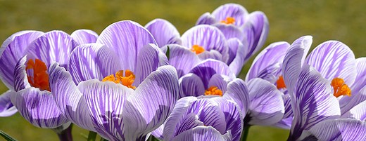 Comment et quand planter les bulbes à fleurs ? | Truffaut