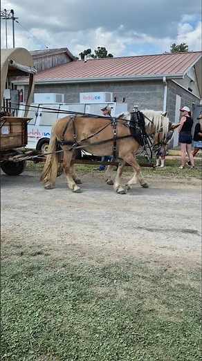 Pair of Mules on Myle Day 2026 #shorts