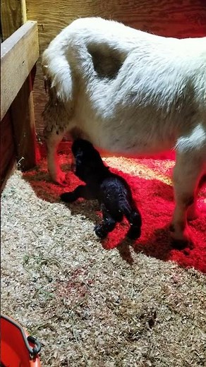 Watch this Boer Baby goat nurse for the first time. His Doe is so patient with her.