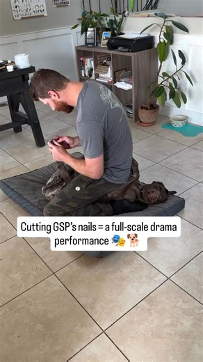 Gsp Planet on Instagram: "Cutting GSP’s nails = a full-scale drama performance 🎭🐕 🎥: @adventureswithnikoandtahoe - The German Shorthaired Pointer is a German breed of continental pointing dog of medium size. It is an all-purpose gun dog suitable for hunting and retrieving on both land and water. It may also be kept as a companion dog. Gsp overview Characteristics • The German Shorthaired Pointer is of medium size: dogs stand some 62–66 cm at the withers, females some 3 or 4 cm less. It is a t