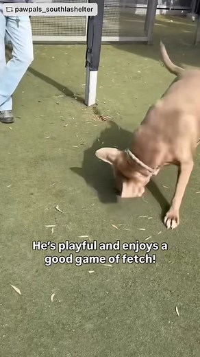 6.3K views · 528 reactions | Adopted!  ALERTED & URGENT! SENIOR...