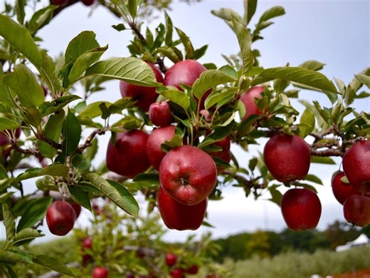 Where To Pick Apples Near Santa Monica: 2025 Guide