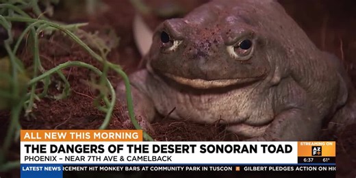 Phoenix area's rain brings out dangerous Sonoran desert toad