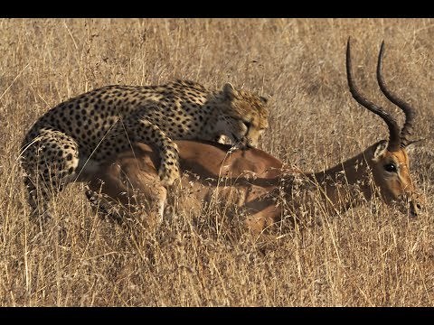 Cheetah hunts and kills an Impala (Kruger National Park, South Africa)