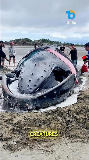 Why do whales beach themselves?