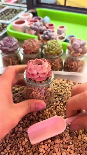 How to Repot Succulents: Step-by-Step for Beginners 🪴