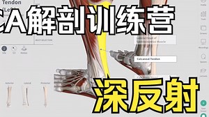 【硬核干货】从解剖学的角度看深层肌腱反射 Deep Tendon Reflexes