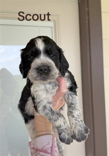 Merry Christmas with Our Adorable Springer Spaniels