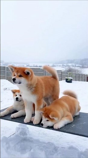 AKITA JAPAN'S SACRED SAMURAI DOG 🏯🐕