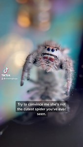 10K views · 405 reactions | Cutest spood in the whole wide world. °oo° | Chasing Bugs with Danae Wolfe | Facebook