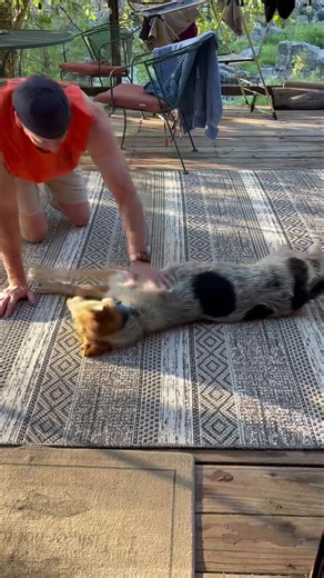 Radar ❤️ Radara loves everyone! Radar recently went on his first ever family vacation and was such a good boy, he was a great travel companion and settled right in. He did great with a senior dog who was there with other family members. Radar loves with his whole heart despite a truly rough start in life. This beautiful boy is great on leash and greets all people and dogs with his tail wagging and a big smile. He loves being with his foster family and is eager to bond. Radar is still healing fro