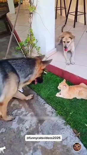 Cat Meets Dog for the First Time: A Hilarious Encounter
