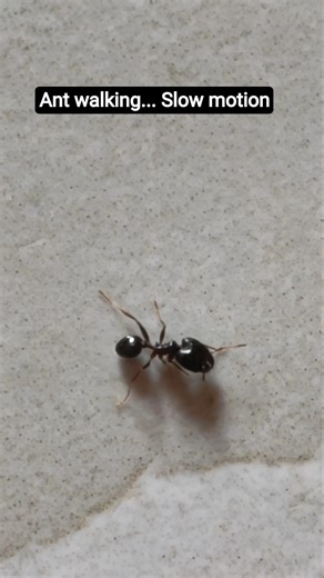 ant walking in slow motion #wildliferescue #nature #naturelovers #cuteanimal #animallife